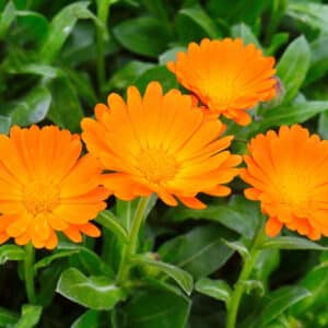 Calendule
