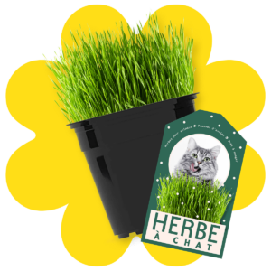 herbe-a-chat-5-pouces