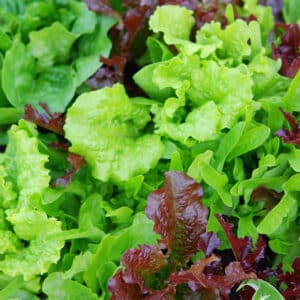 Laitues-en-mélange
