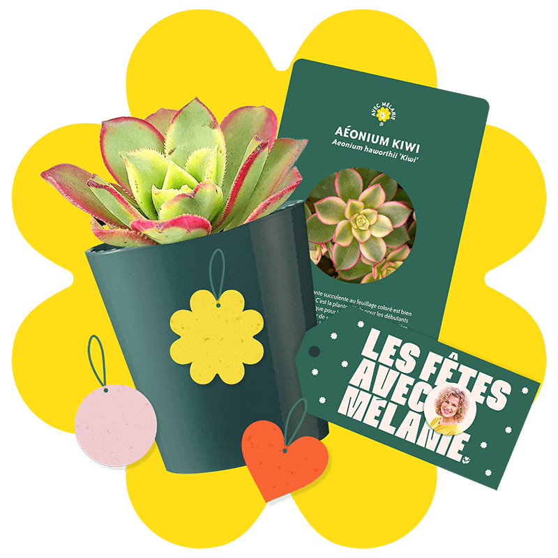 plantes-cadeaux