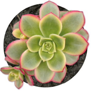 bebe-plante-aeonium-kiwi-2026