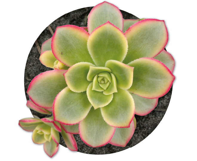 bebe-plante-aeonium-kiwi-2026