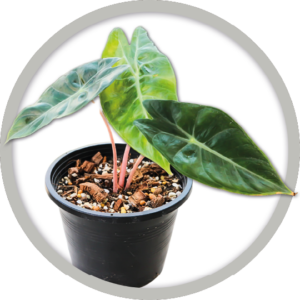 bebe-plante-alocasia-2026