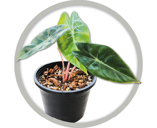 bebe-plante-alocasia-2026