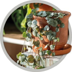 bebe-plante-chaine-de-coeurs-2026