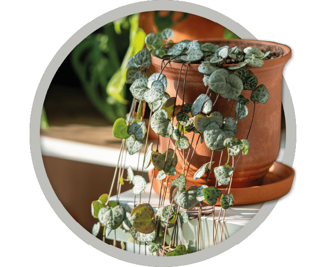 bebe-plante-chaine-de-coeurs-2026