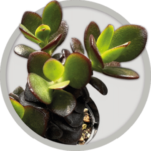 bebe-plante-crassula-ovata-2026