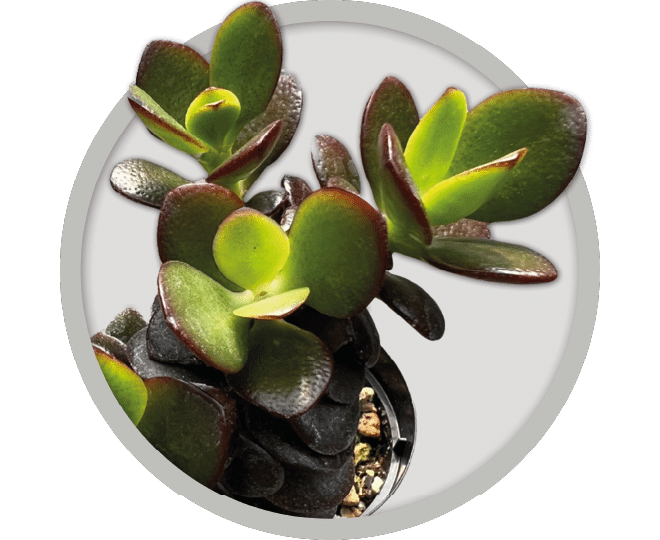 bebe-plante-crassula-ovata-2026