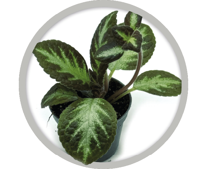 bebe-plante-episcia-cupreta-silver-2026
