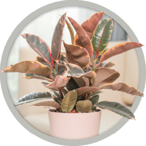 bebe-plante-ficus-2026