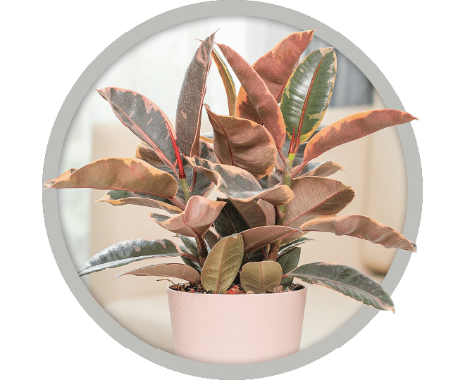 bebe-plante-ficus-2026