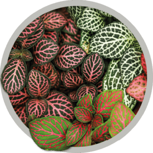 bebe-plante-fittonia-2026