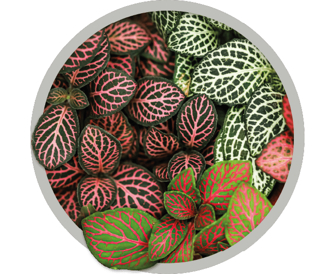 bebe-plante-fittonia-2026