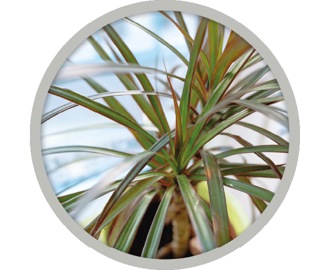 bebe-plante-draceana-2026