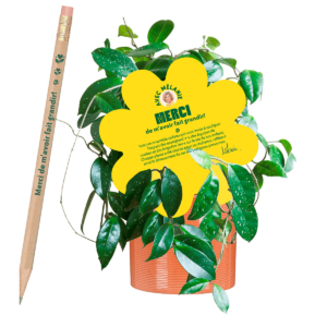 Hoya-plantes-pour-les-professeurs-2025