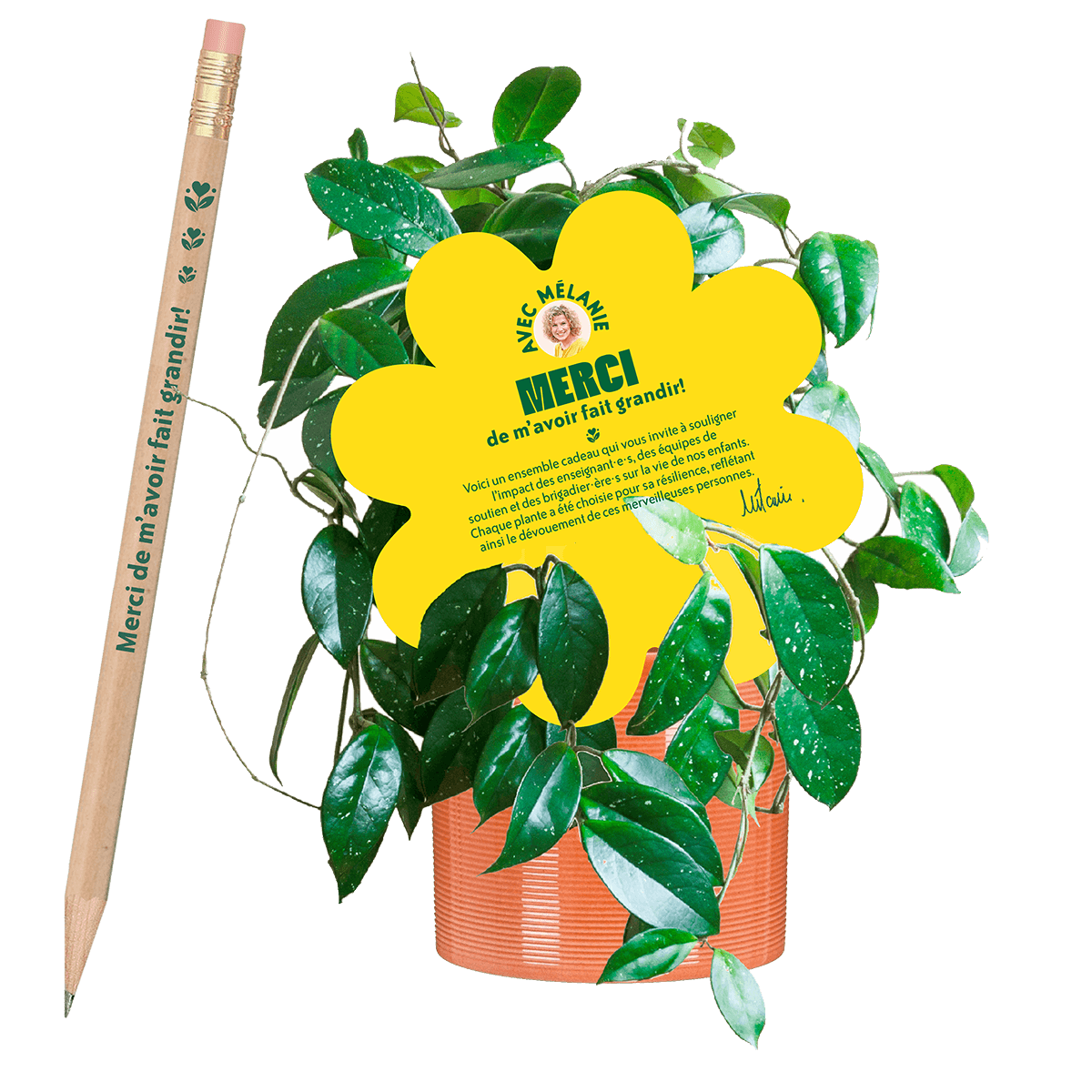 Hoya-plantes-pour-les-professeurs-2025