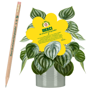 peperomia-plantes-pour-les-professeurs-2025