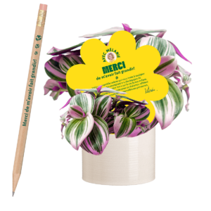 tradescantia-nanouk-plantes-pour-les-professeurs-2025