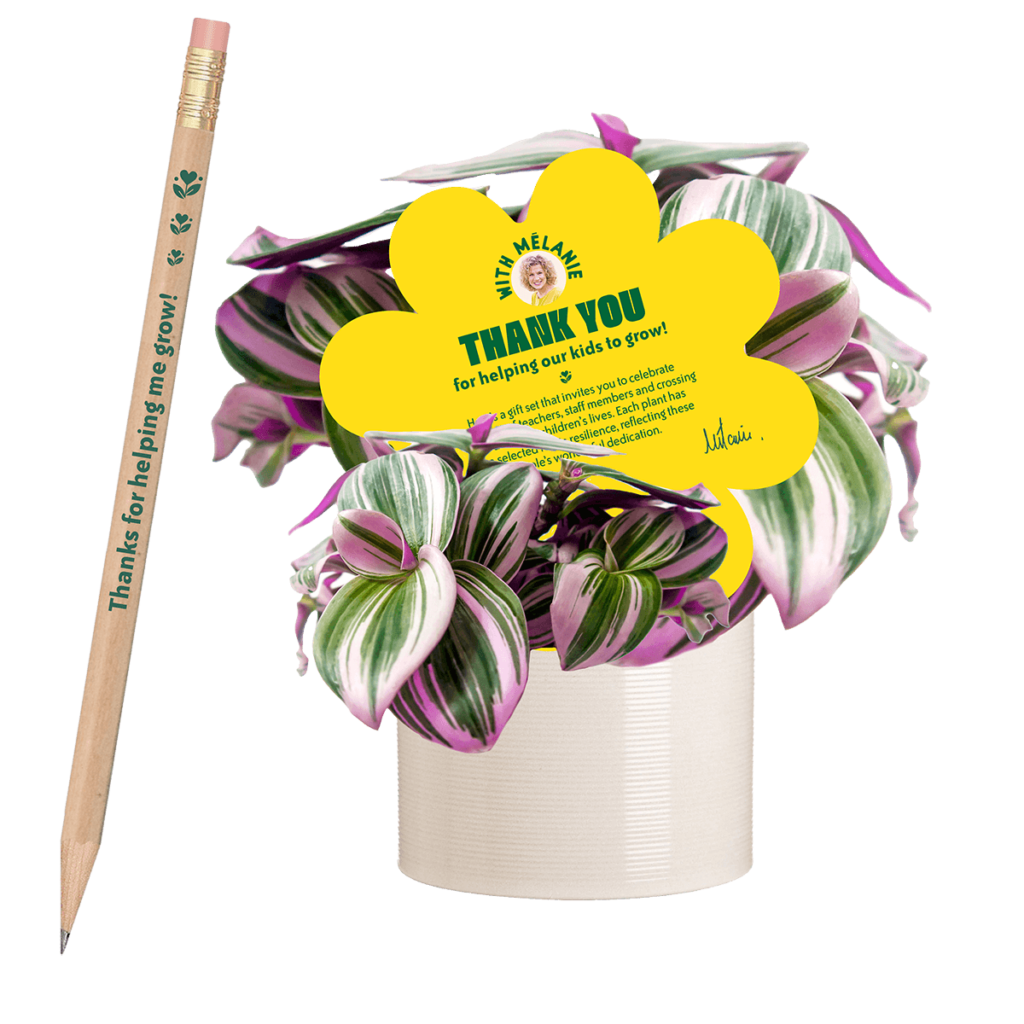 tradescantia-nanouk-thank-you-2025