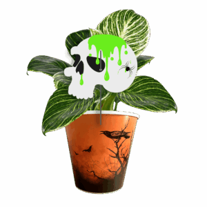 crane-philodendron-birkin