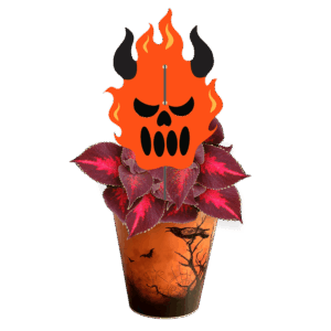 diable-Coleus-Kingswood-Torch