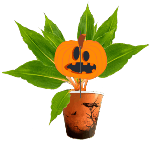 la-citrouille-chlorophytum-orange-glow