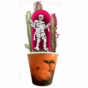 la-momie-euphorbia-trigona-rubra