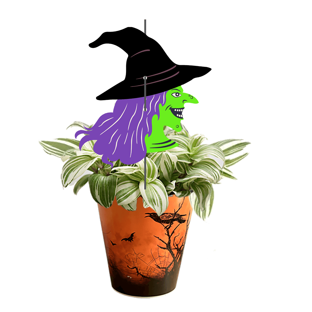 sorciere-Tradescantia