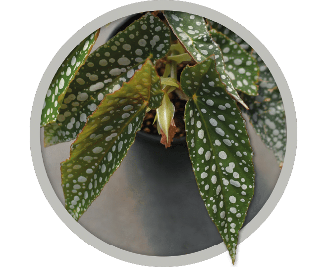 bebe-plante-begonia-doucle-dot-2026