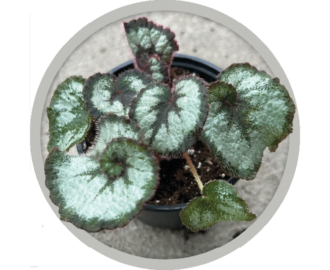 bebe-plante-begonia-rex-escargot-2026