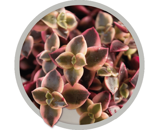 bebe-plante-crassula-calico-kitten-2026