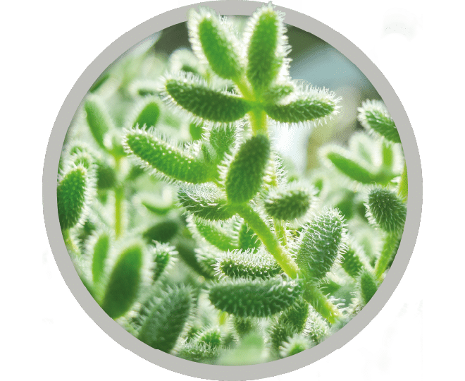 bebe-plante-delosperma-pickle-plant-2026