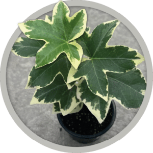 bebe-plante-fatshedhera-pia-2026