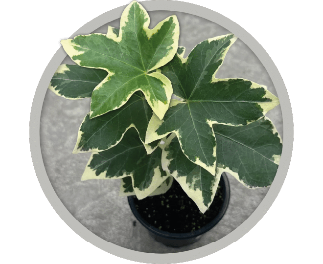 bebe-plante-fatshedhera-pia-2026