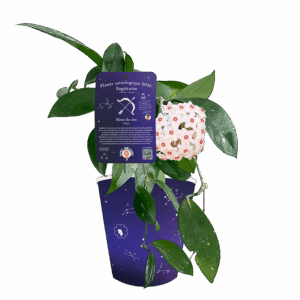 sagittaire-fleur-de-cire