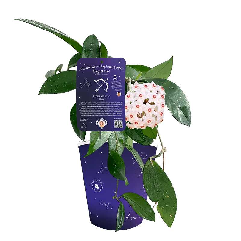 sagittaire-fleur-de-cire