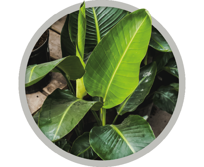 bebe-plante-crassula-strelitzia-2026