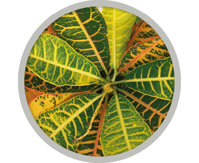 bebe-plante-croton-2026