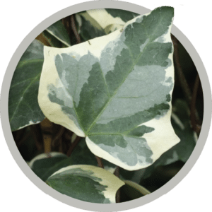 bebe-plante-lierre-2026