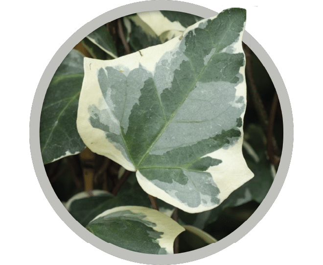 bebe-plante-lierre-2026