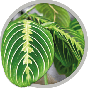 bebe-plante-maranta-lemon-lime-2026