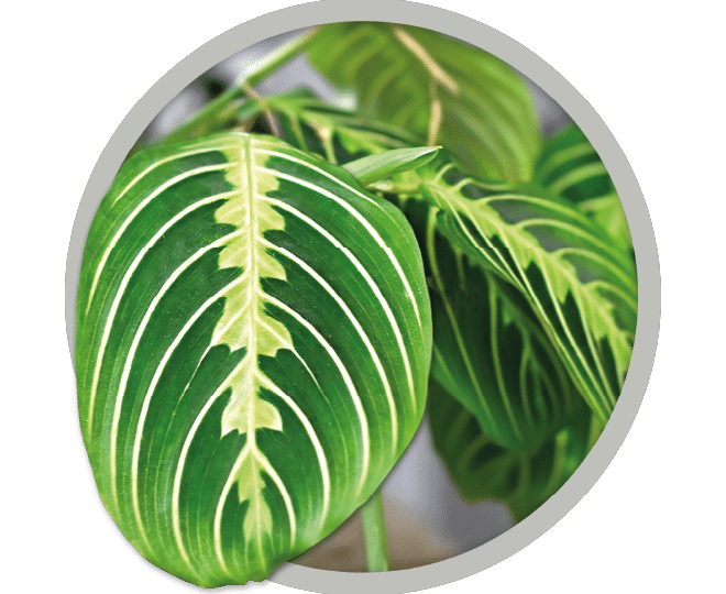 bebe-plante-maranta-lemon-lime-2026