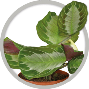 bebe-plante-maranta-silver-band-2026