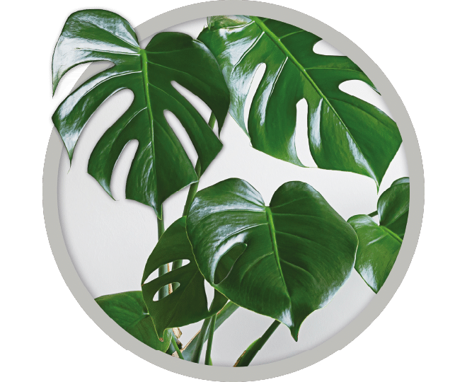 bebe-plante-monstera-deciosa-2026