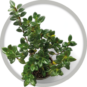 bebe-plante-nemathanthus-goldfish-2026