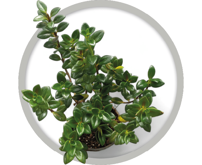 bebe-plante-nemathanthus-goldfish-2026