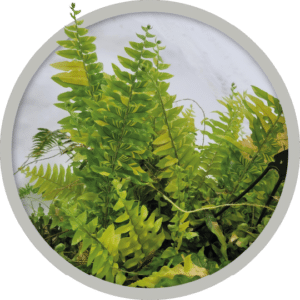 bebe-plante-nephrolepsis-tiger-2026