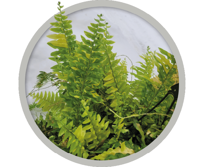 bebe-plante-nephrolepsis-tiger-2026