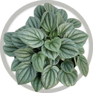 bebe-plante-peperomia-frost-2026