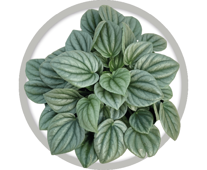 bebe-plante-peperomia-frost-2026